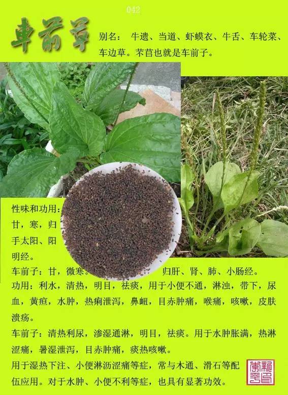 12000种中草药大全图片图片