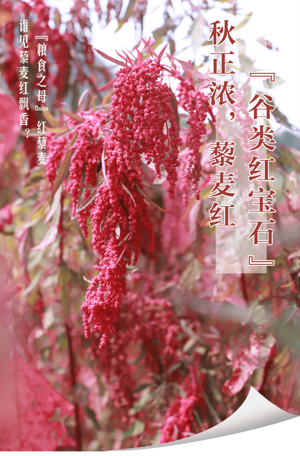 快看!白鹿顶村首批试种的台湾红藜麦丰收了