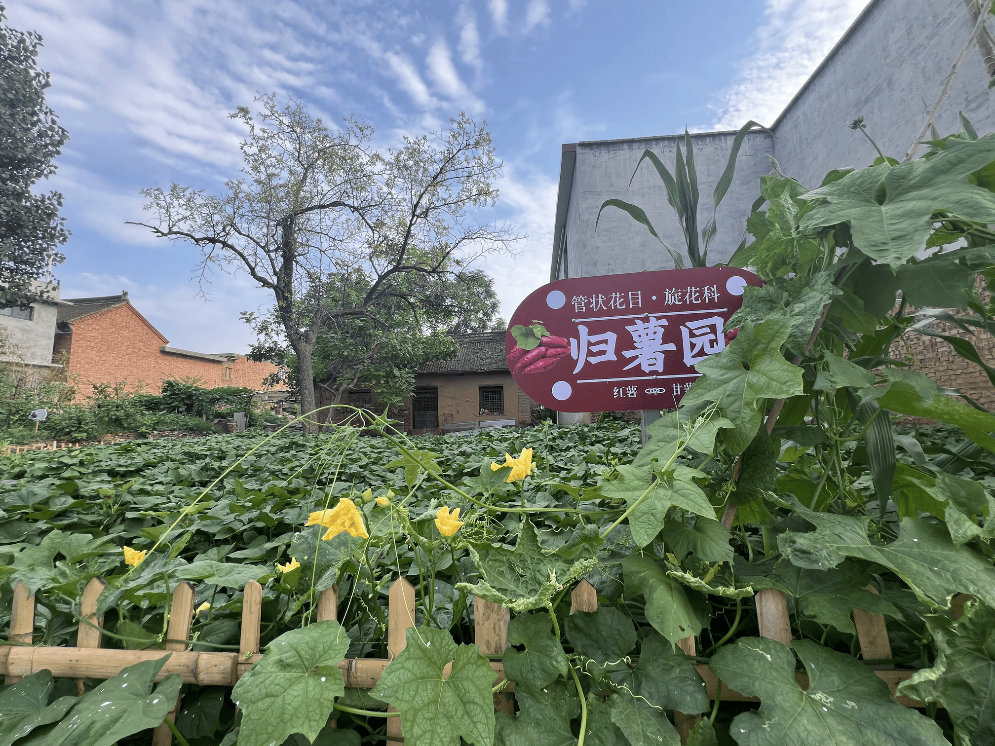 博爱县柏山村车祸图片