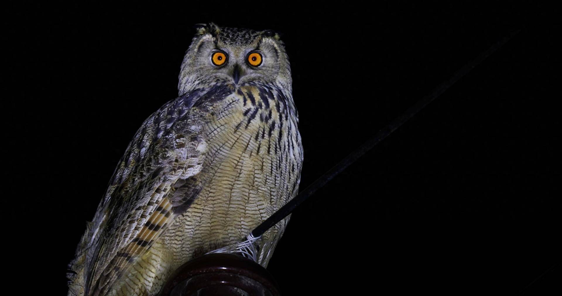 燕都新趣|深夜的北京山区，能“偶遇”哪些猫头鹰？_搜狐网, image size:1920x1012