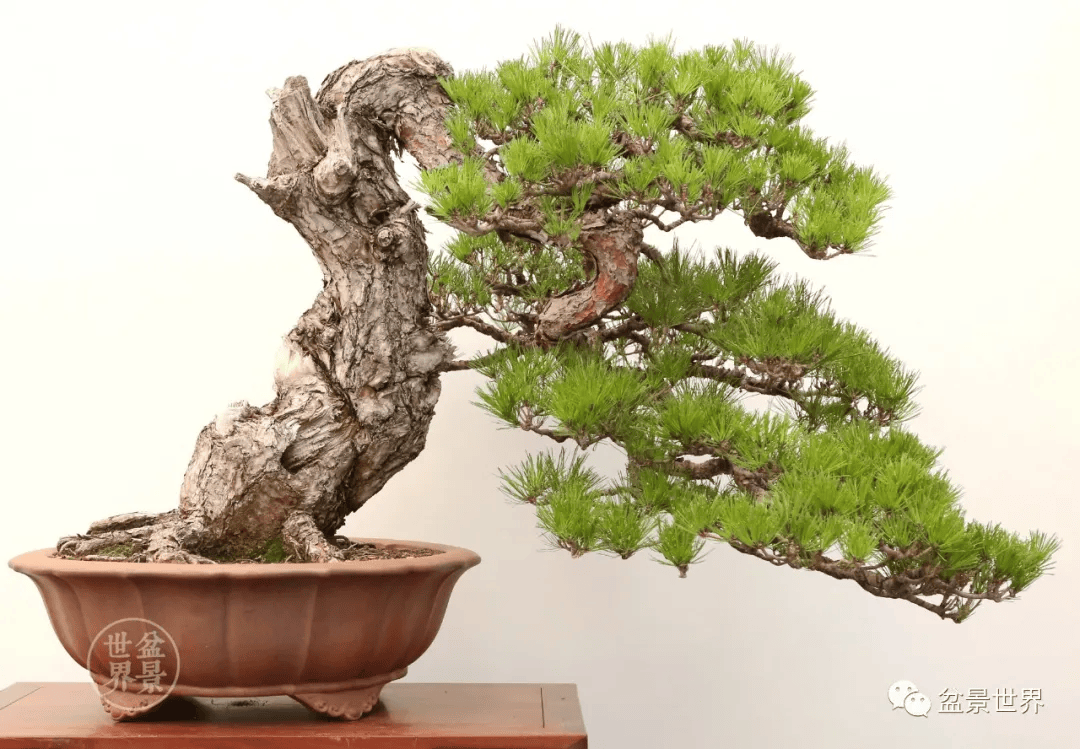 盆景_作品_真柏