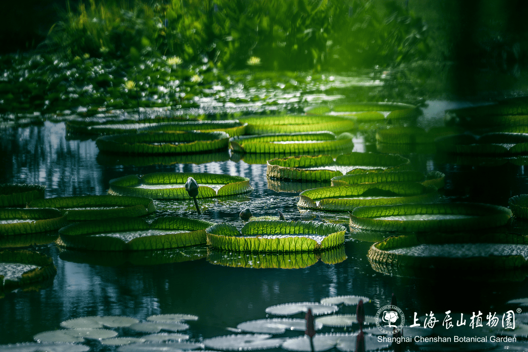 辰山植物园水生植物园图片