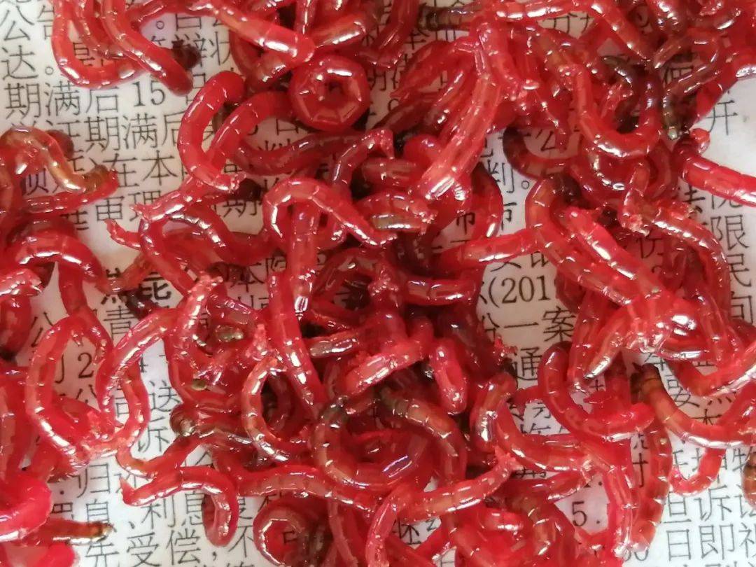 每日一字丨自然篇(虷)_白虹_孑孓_莫吾