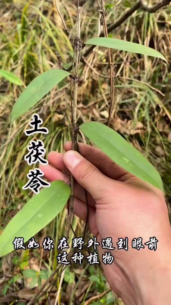 它叫土茯苓!土茯苓