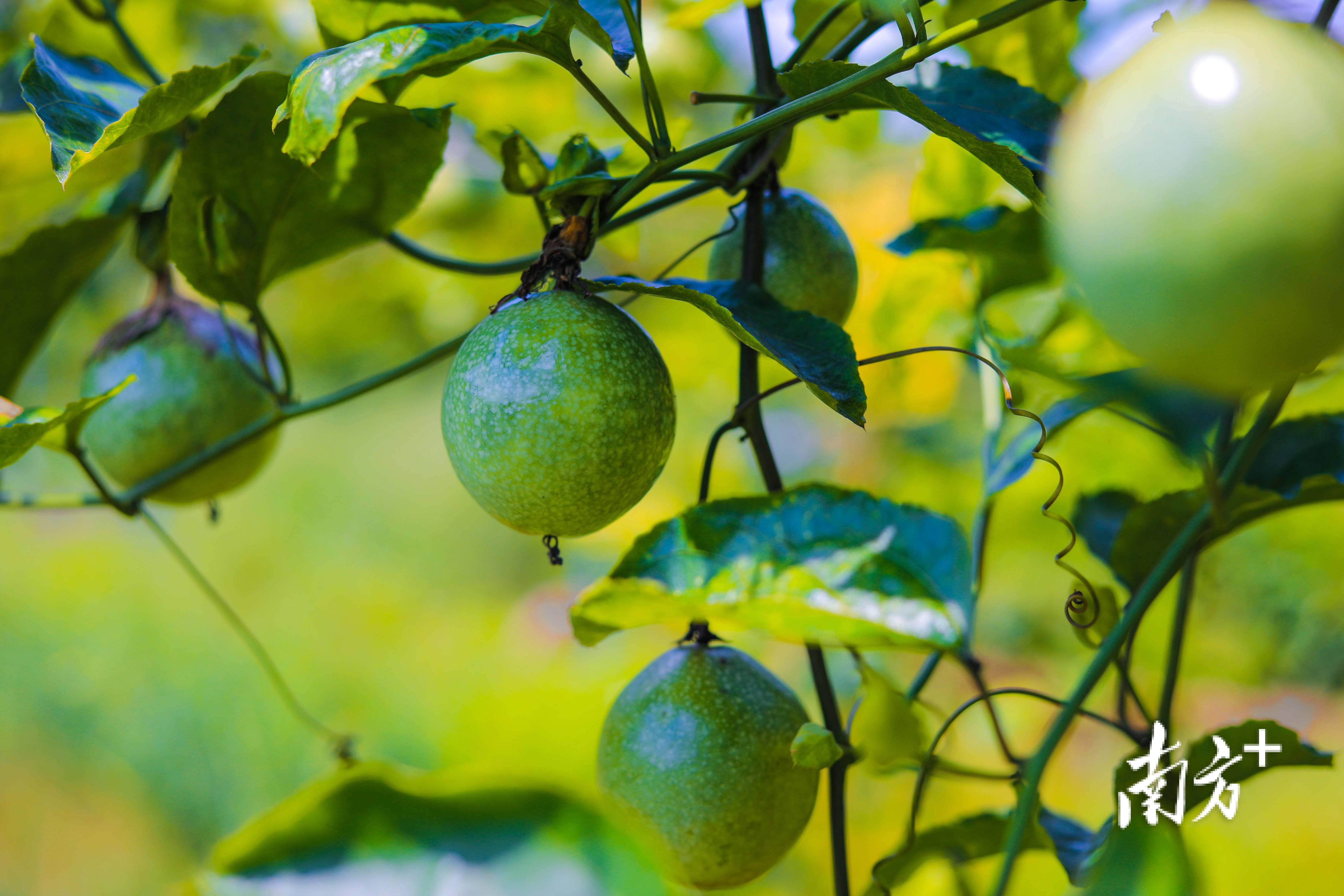 百香果中的"爱马仕"!河源紫金50亩芭乐味百香果甜蜜上市