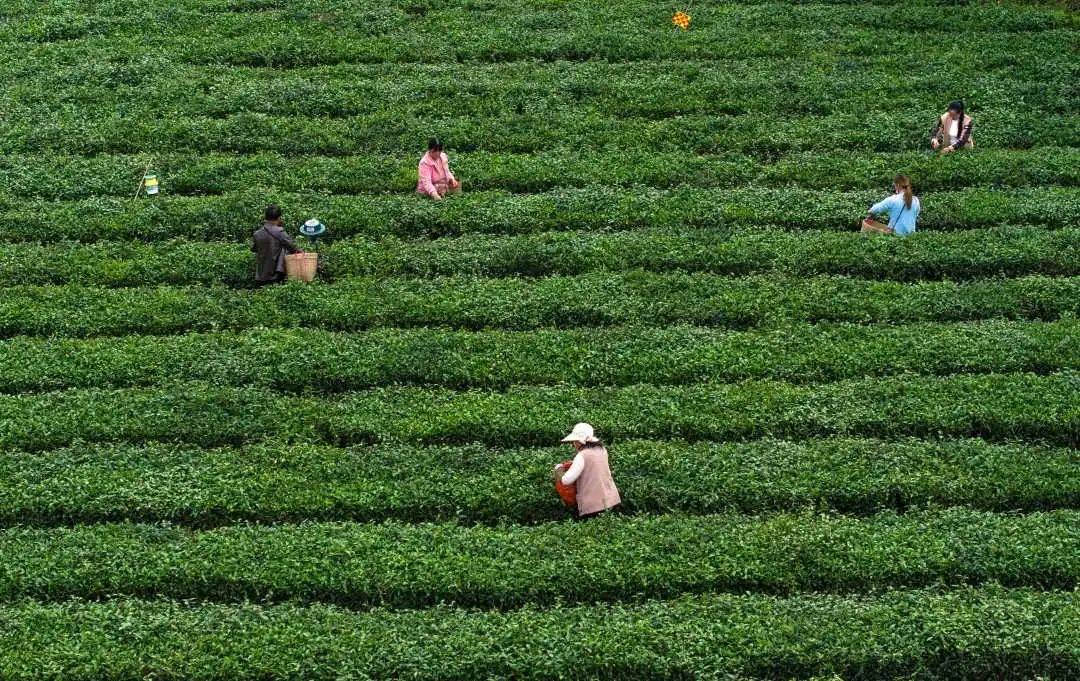 茶叶地理标记
溢价付出
（茶叶地理标记
是什么意思）《茶叶地理标志是什么意思》