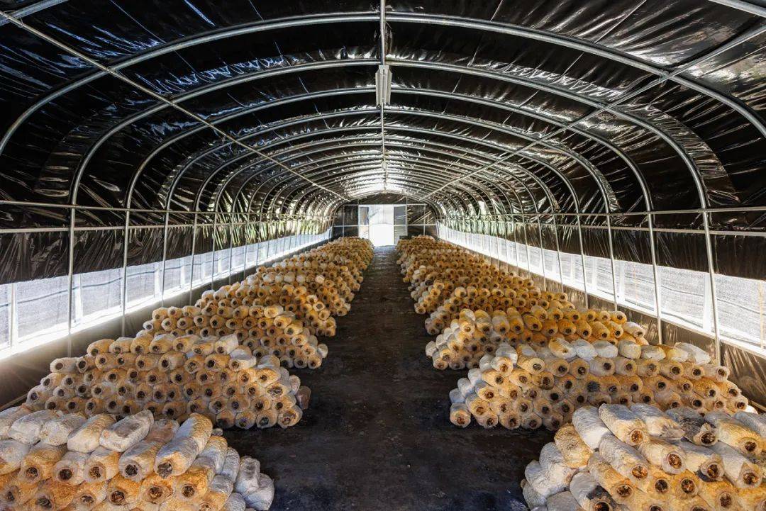 【项目观摩采风优秀作品展示】第23期 | 樊天祥:耀