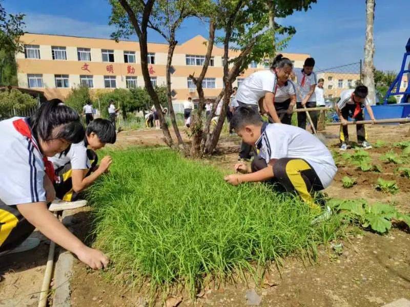 【校园动态】新学期,新耕耘——小高庄小学开展种植园除草整理活动