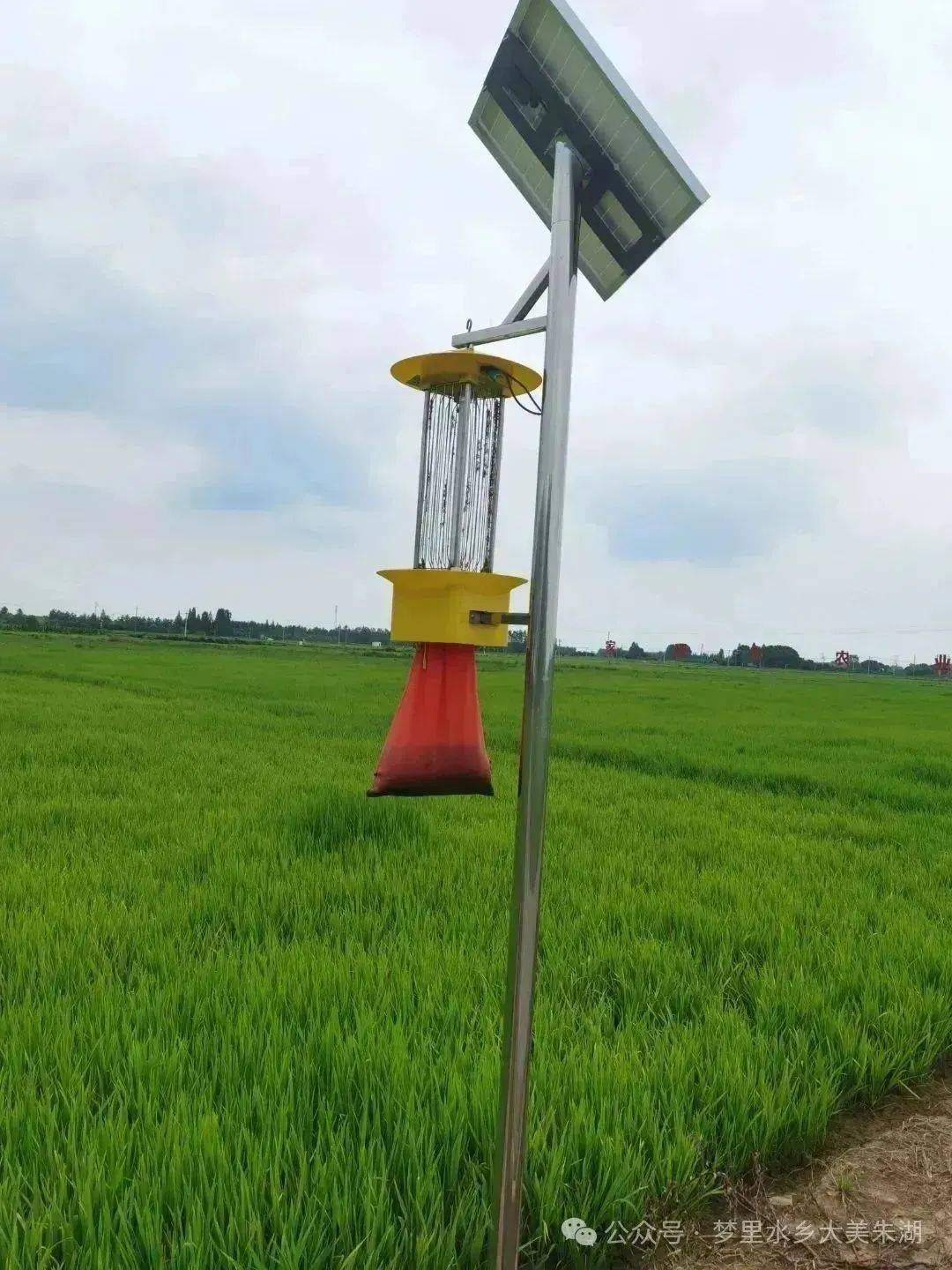 打造数字糯稻基地看朱湖如何实现水稻智慧化管理