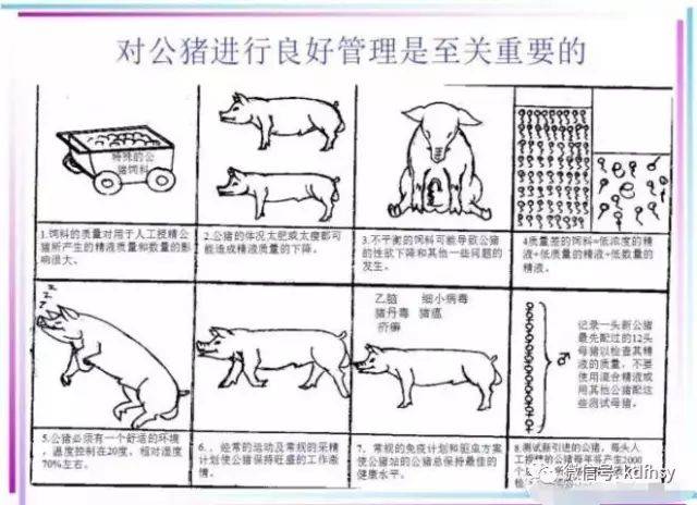 这4点是影响猪精保存的关键因素_精液_精子_时间