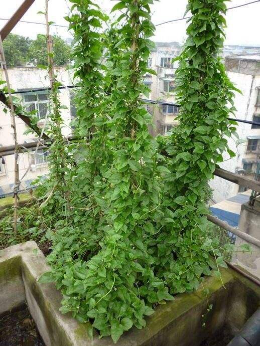 藤藤菜种植技术图片