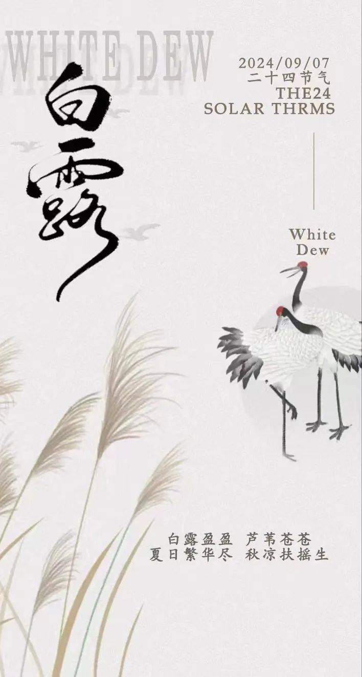 今日白露_杨晓梦_王子涵_朱晓晴