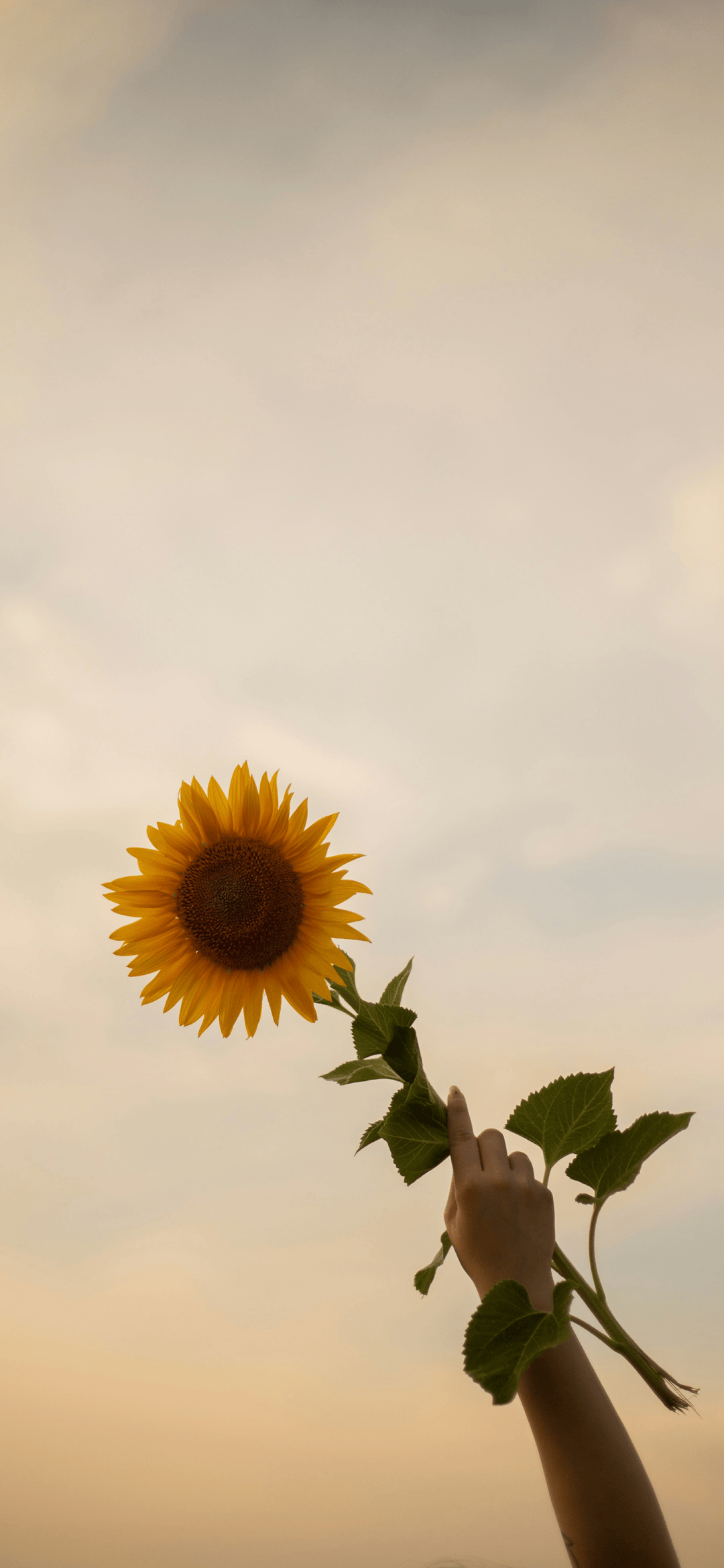 好看风景可爱插画壁纸