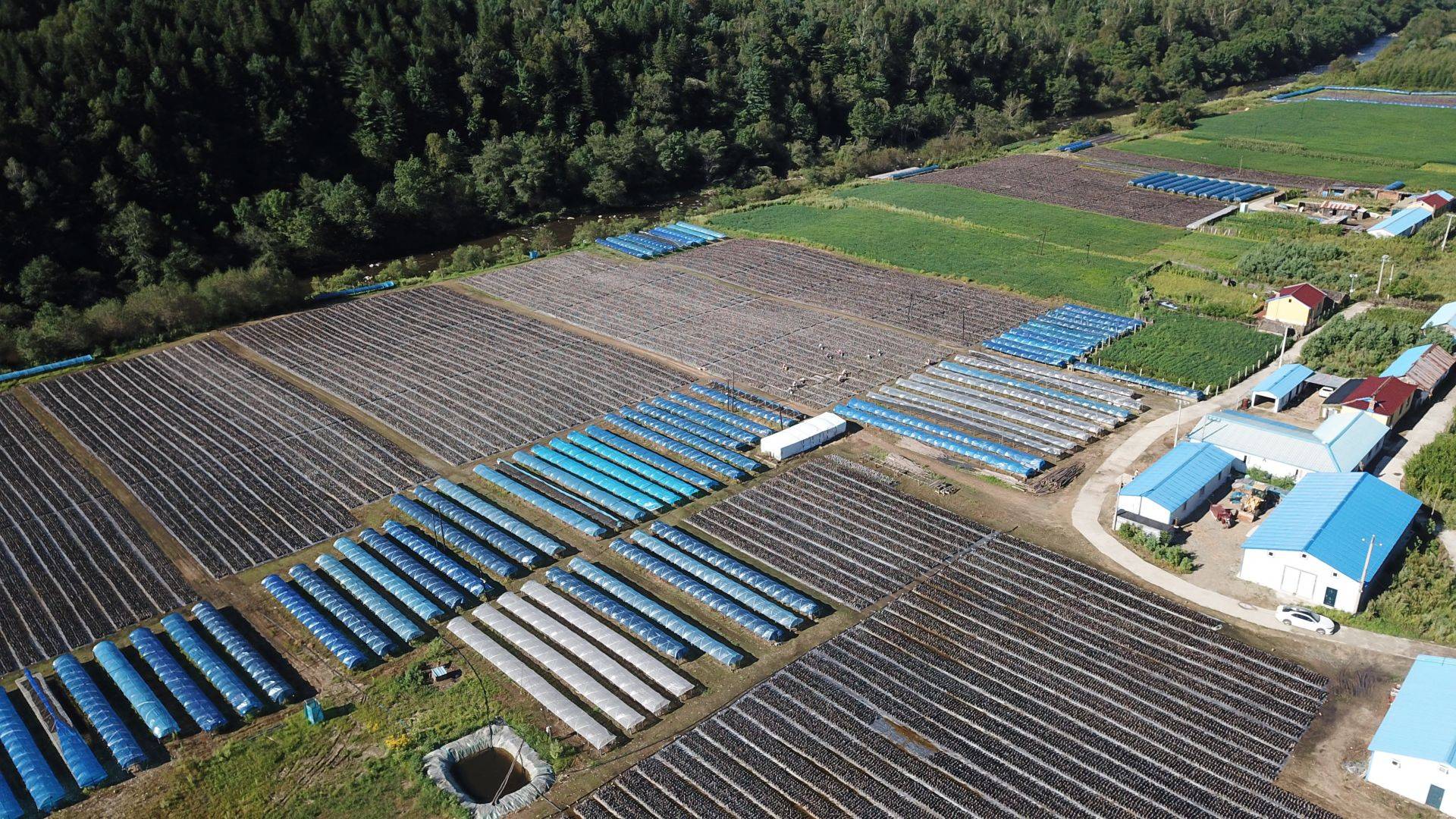 g333国道沿线绽放的"黑牡丹"