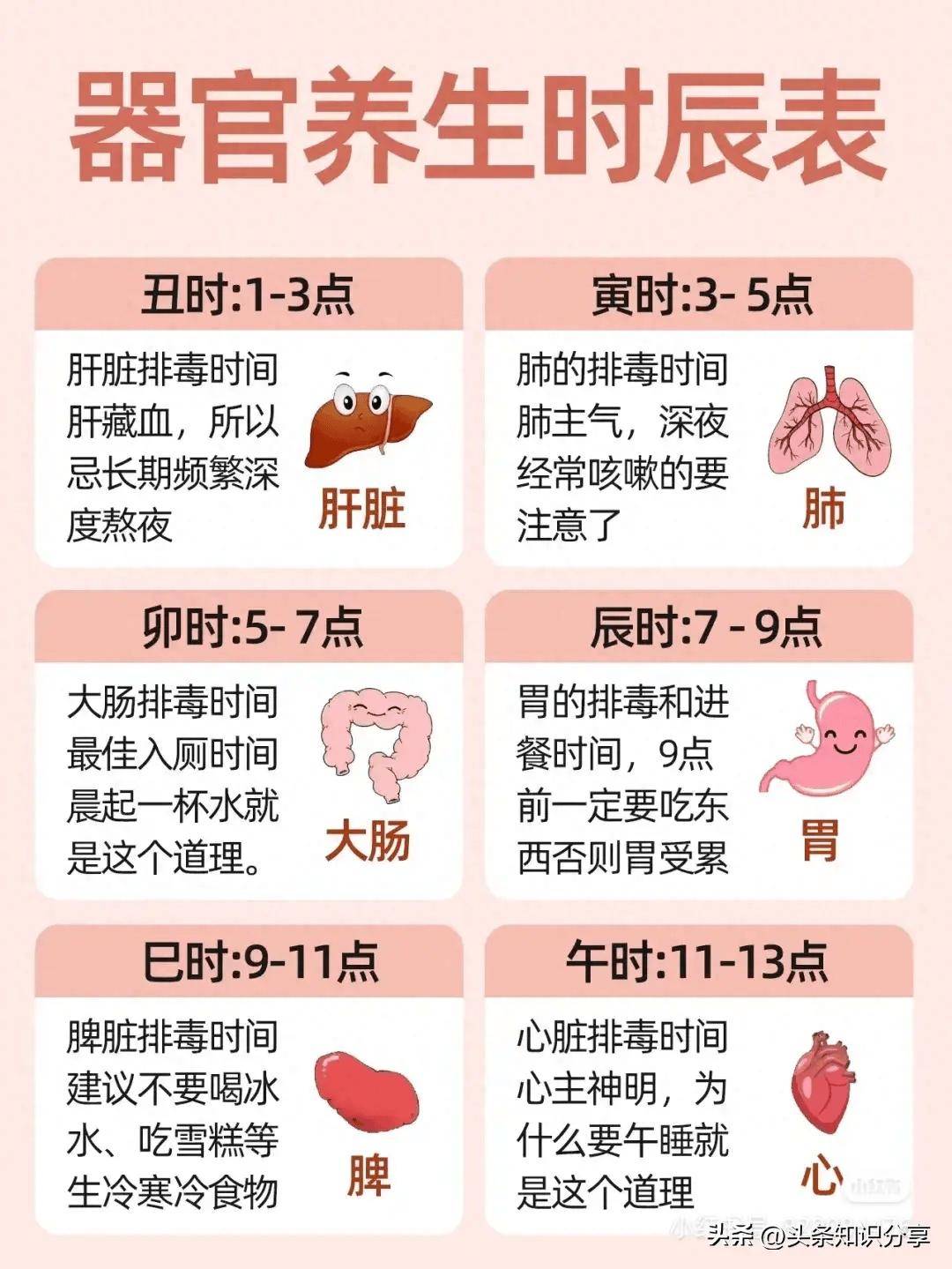 器官24小时工作图表图片