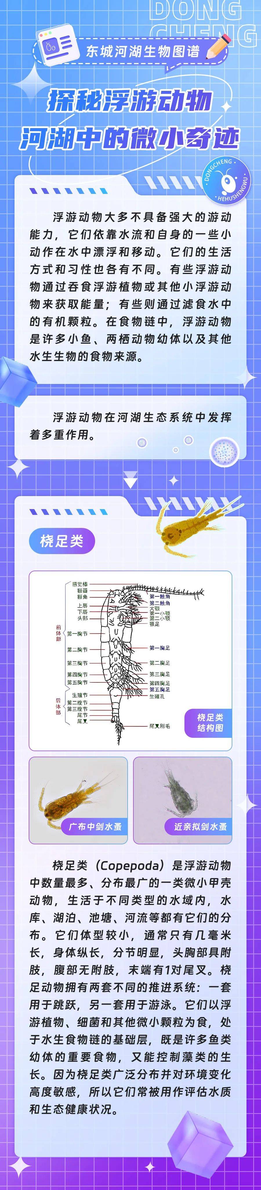 东城河湖生物图谱桡足类水中的跳跃艺术家