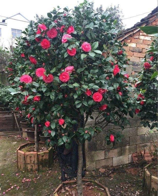 茶花怎么养?注意1点,2年长成一棵小树,花大色艳,引人注目