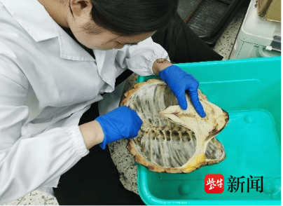 盐城大学生给外来入侵生物鳄龟“摸骨”_骨骼_标本_工作