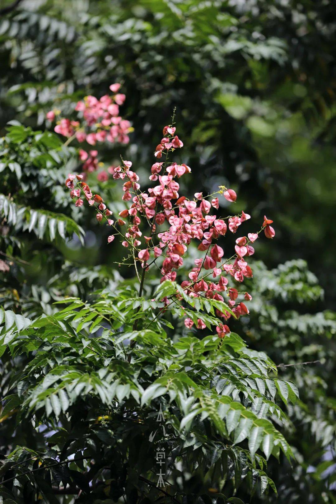 栾花黄金雨,惊艳江南秋_草木_黄山_黄花