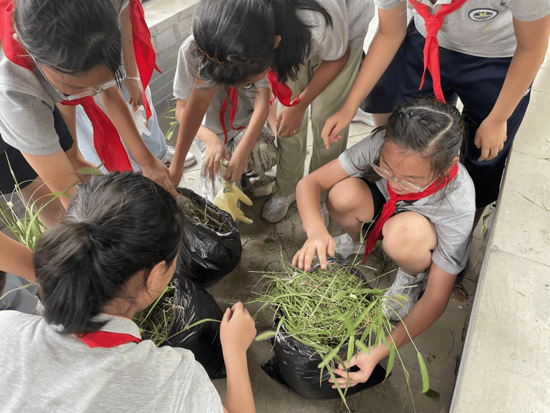 劳动的乐趣在林书记的带领下,学生们分组进行拔草