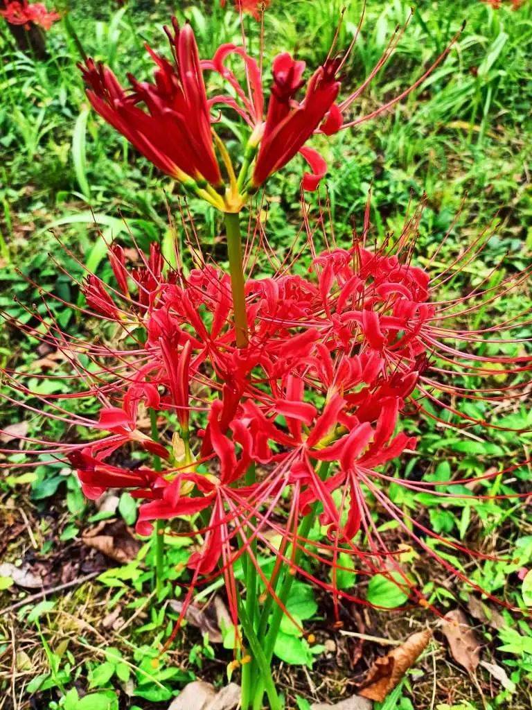 吉首花果山图片