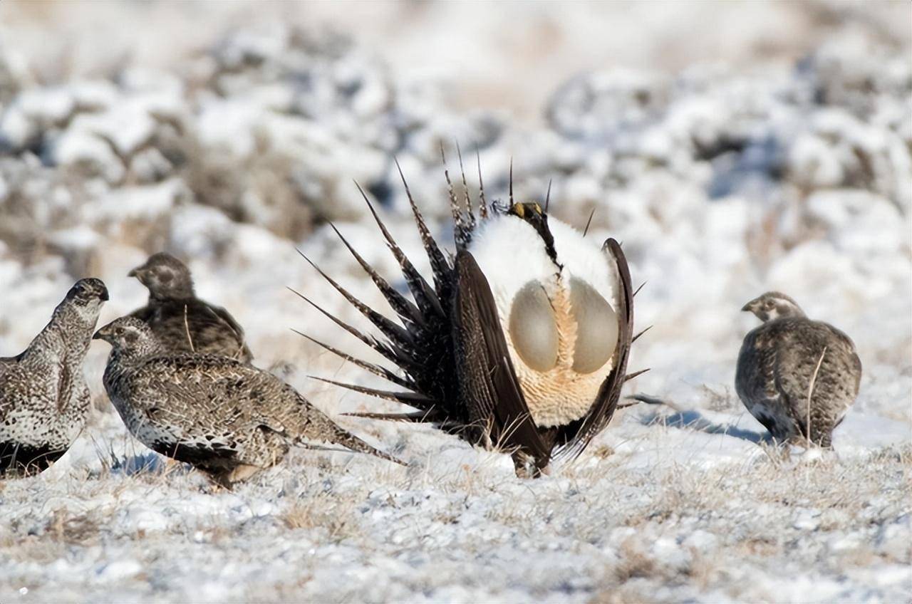 艾草松鸡性感胸肌,"d罩杯"兜不住,求偶时疯狂抖动考验持久力