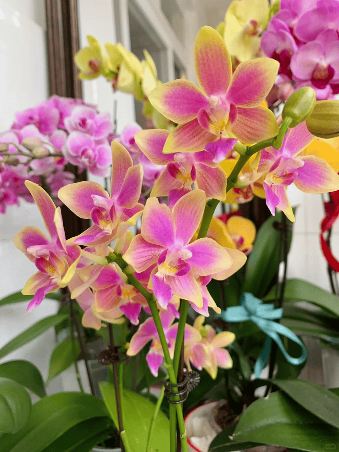8种"阴性花"不喜大太阳,光线差一点,才能呼呼长"开大花"