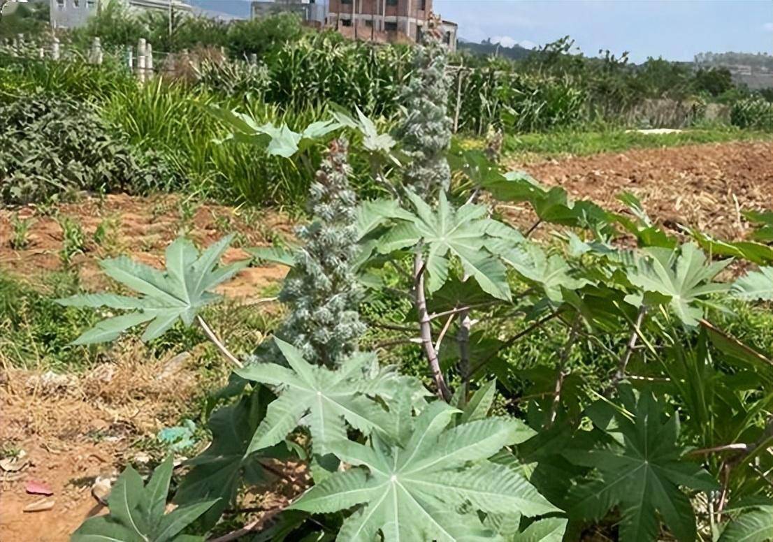 剧毒植物大全图片