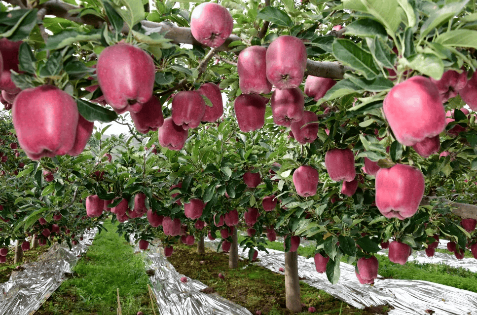 产地食材▎天水花牛苹果传统生态种植甘甜多汁可脆可软