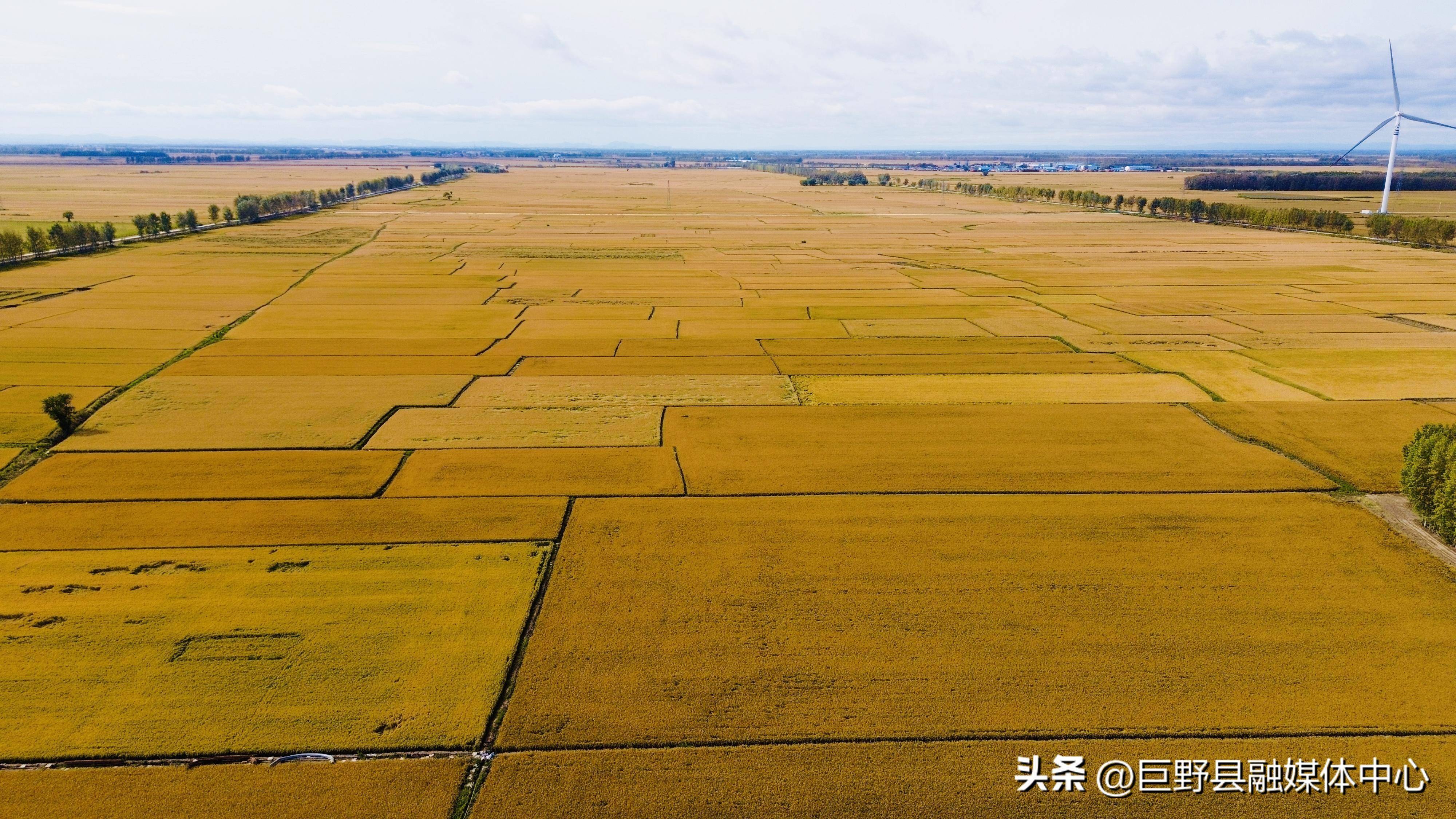 黑龙江冬天收水稻图片