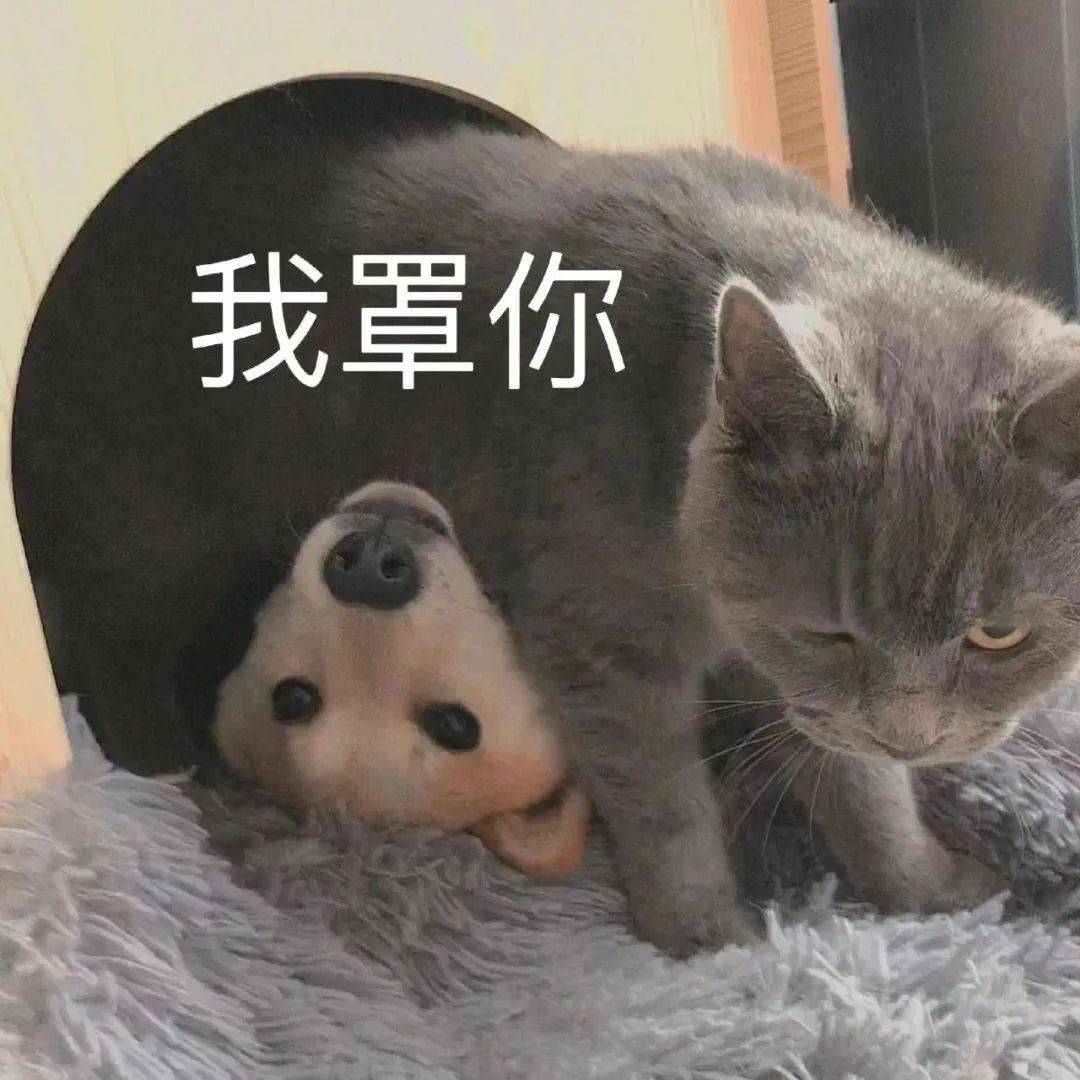 熊猫撇嘴表情包图片