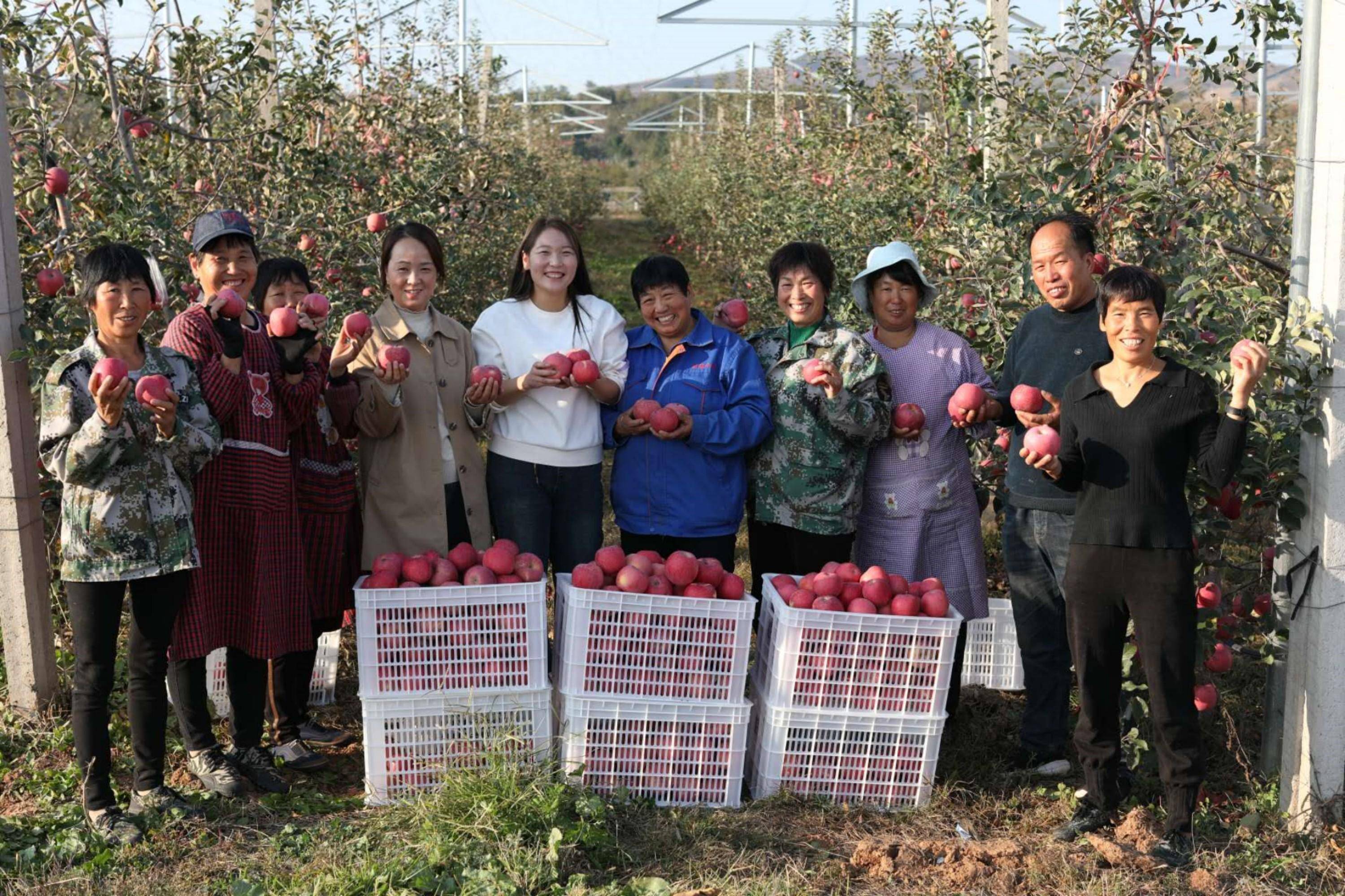 蟒山苹果采摘园图片