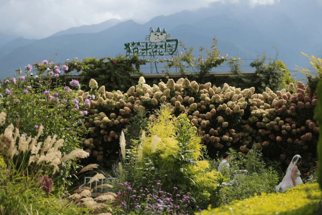 卖掉房子去大理，这对夫妻造10000㎡花园养2万多种植物，常被热门综艺取景_猫猫_绣球_月季