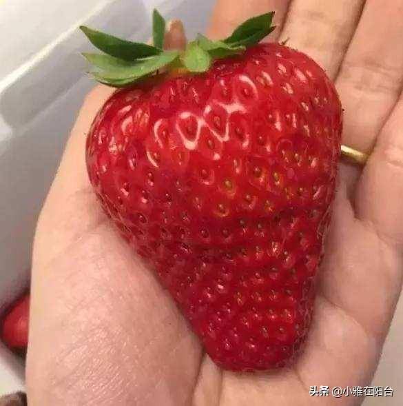 吃草莓时留点种子,撒盆里就能长,一年开花结果,好吃好看好种!