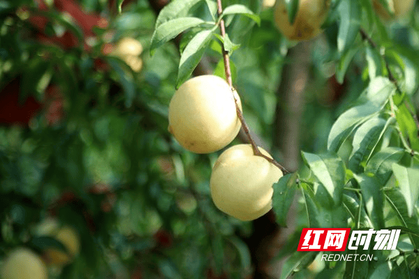 湖南新田:"中秋蜜桃"喜丰收 甜蜜上市受青睐