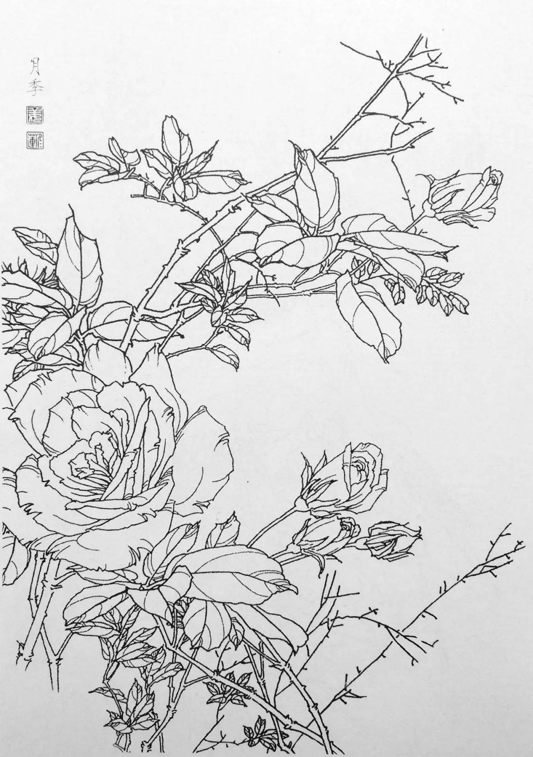 一组花鸟白描线稿