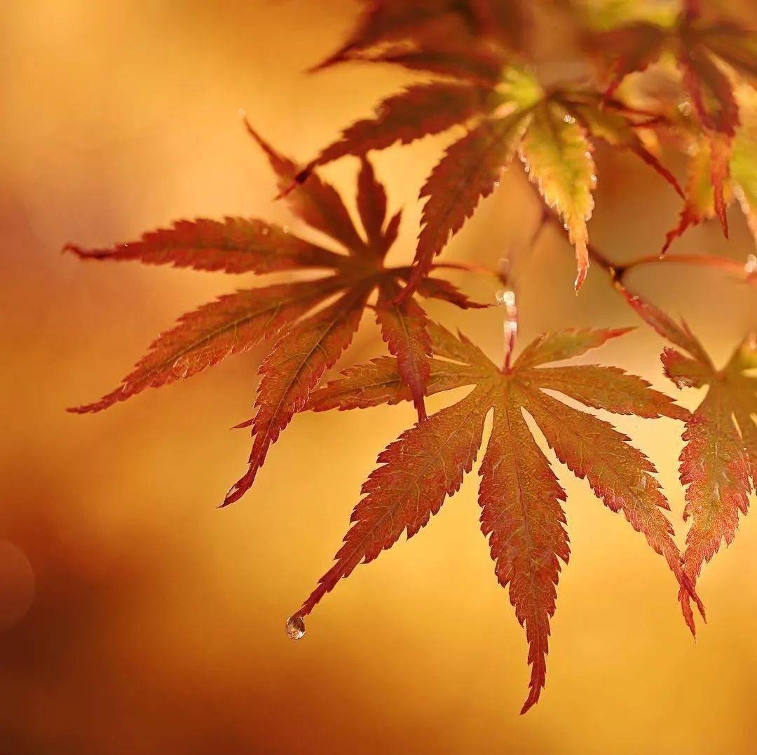 片片秋叶,点点红黄,大美秋景!_photo_by_风景