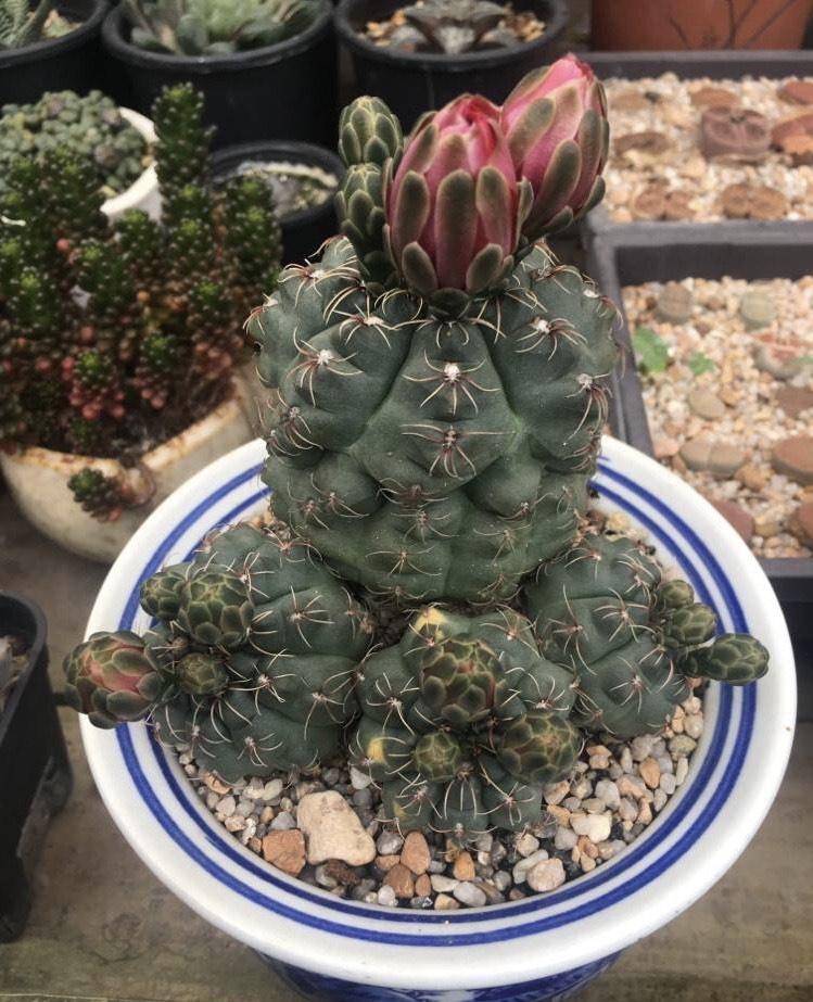 仙人球绯花玉怎么养?光照施肥充足,花苞一大圈,能开好多花