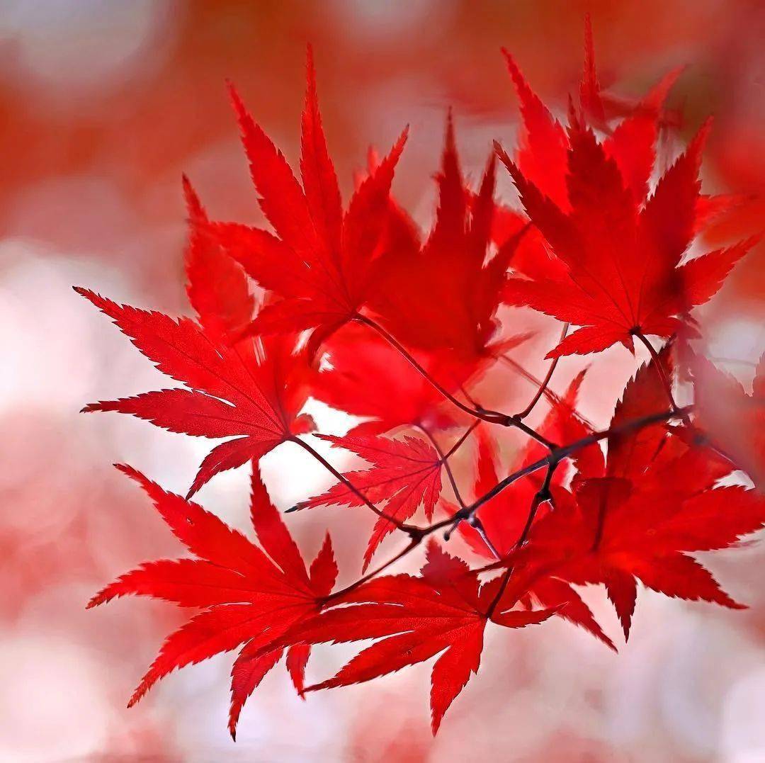 片片秋叶,点点红黄,大美秋景!_photo_by_风景