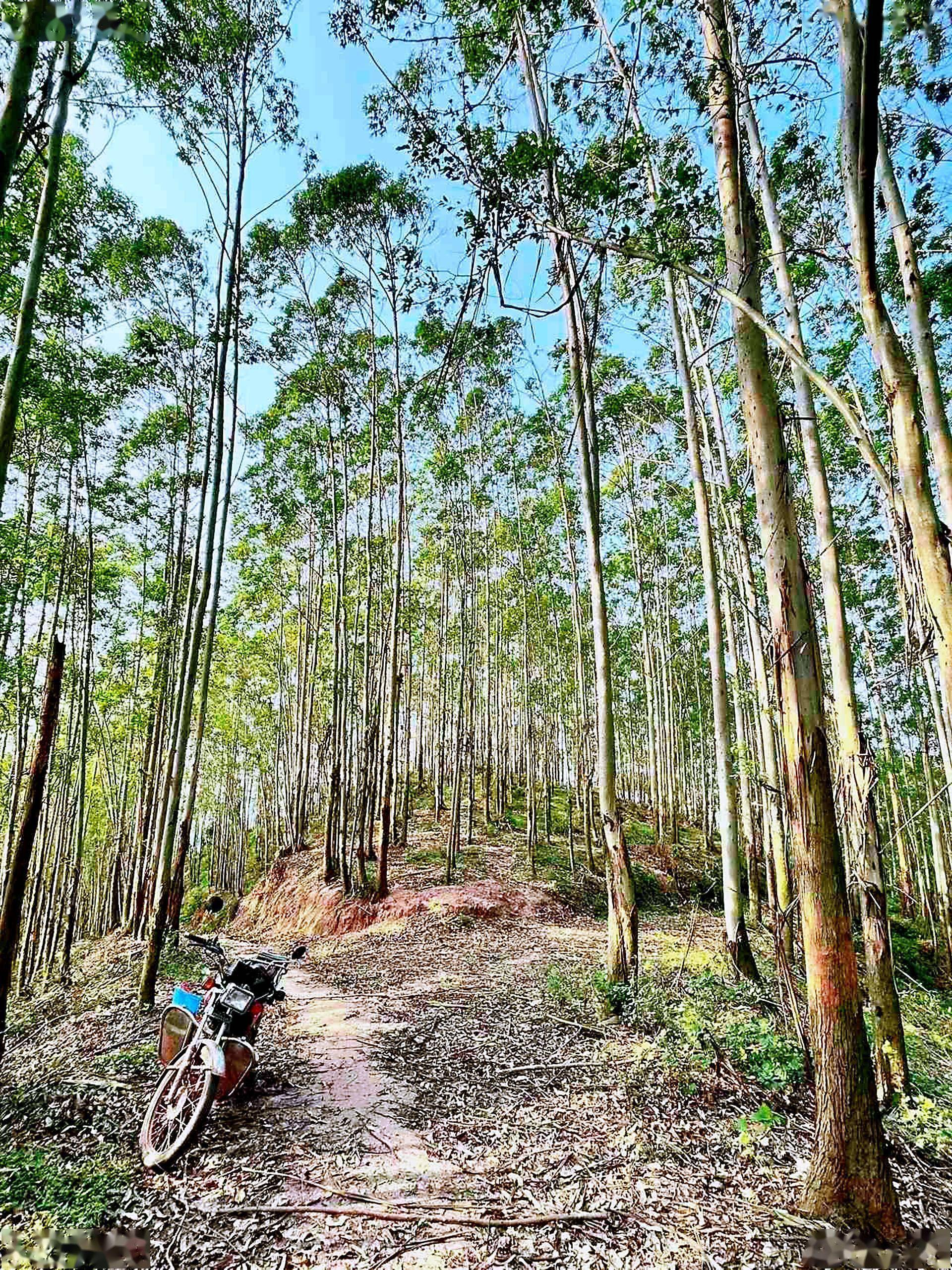 桉树"种多"好,还是"种精"好_种植_规模_经营