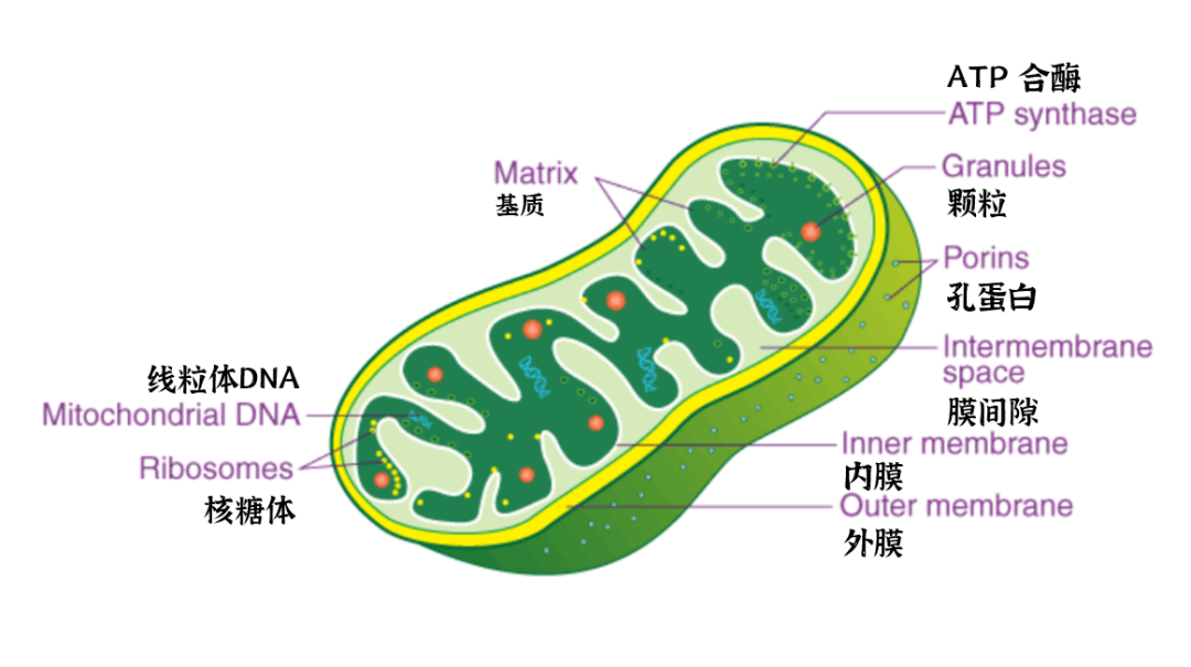 线粒体叶绿体简图区分图片