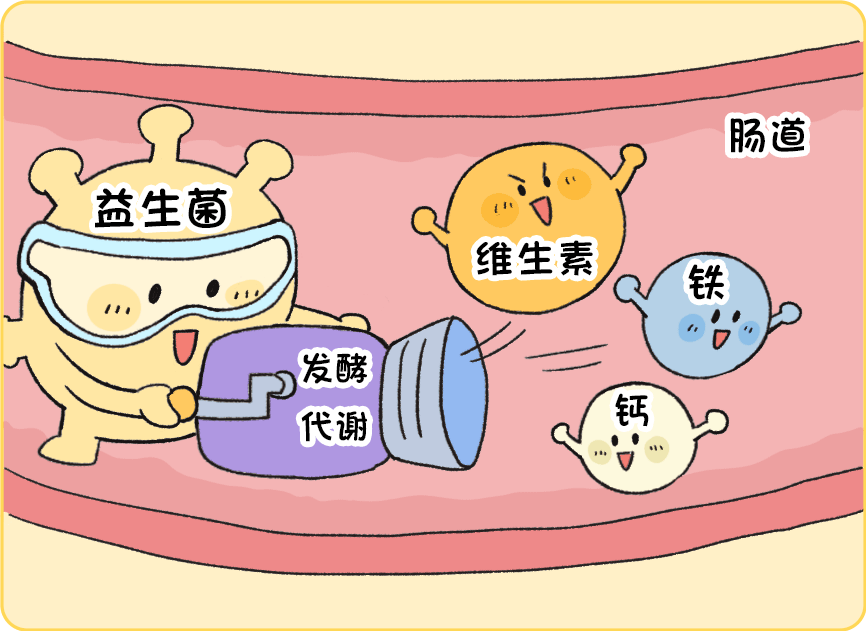 也可以产生如维生素 b 族之类的营养,维护肠道健康.
