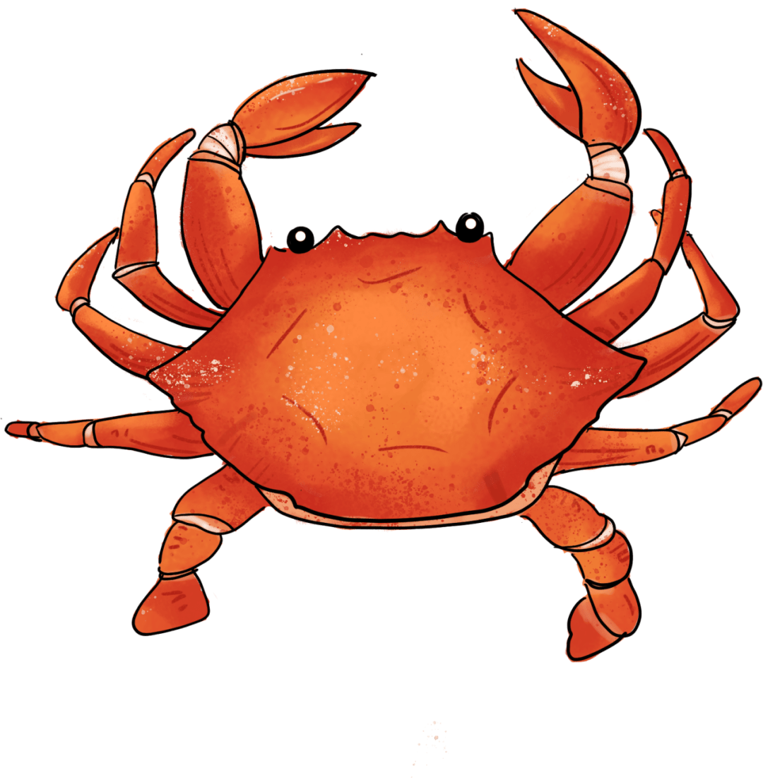 将处理干净的花蟹斩块备用,将大米煮软后放入螃蟹,姜丝,出锅前再撒入