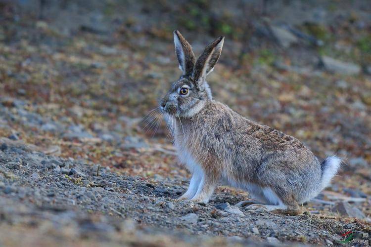 农村正在消失的"野味",曾经泛滥成灾讨人嫌,如今敢吃牢底坐穿