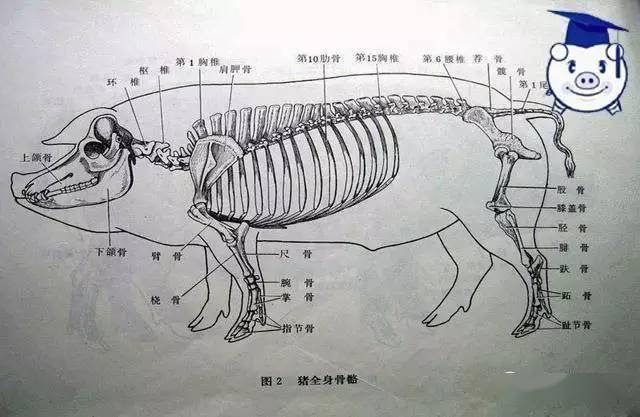 猪下水包括哪些部位图片