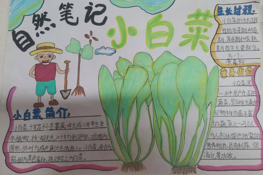 —永威小学劳动 导卟酥种 小报