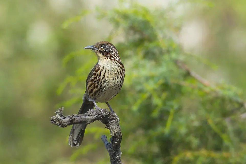】矛纹草鹛:大山里的"最强吃货"