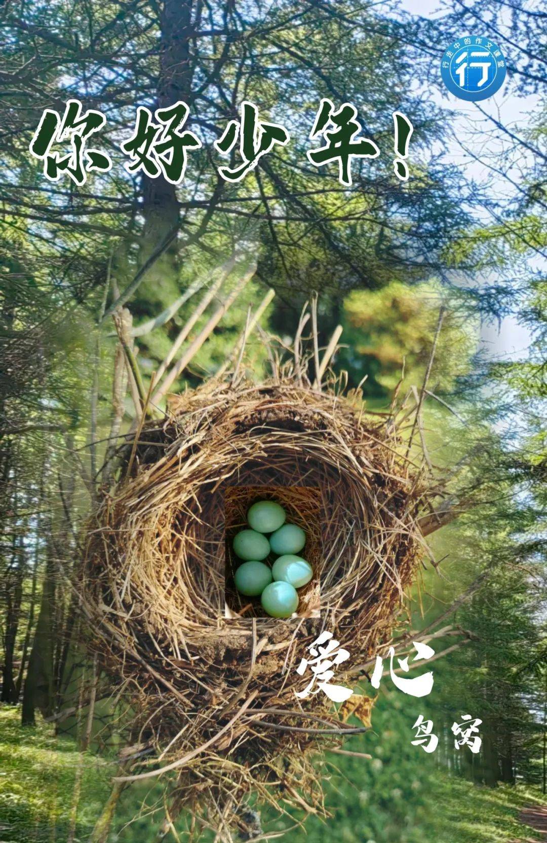【周末活动】攀上一棵树,给小鸟搭一个爱心窝,在树冠高处凝望世界流动