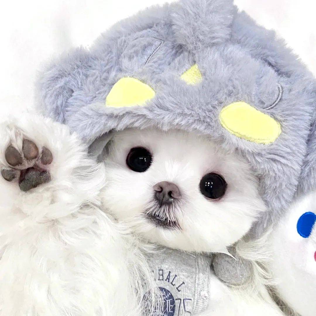 头像 | 让crush有聊天欲望的头像