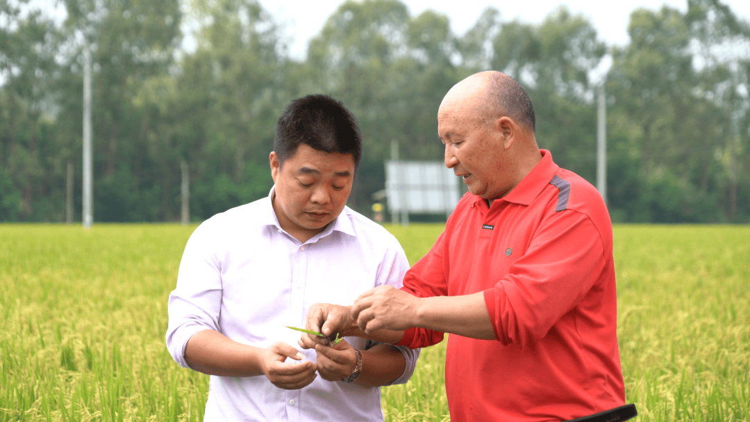 会昌万亩制种水稻迎丰收